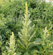 Mullein, Culinary & Medicinal Herb - BoxGardenSeedsLLC - Culinary/Medicinal Herbs - Seeds - USA Seller, Thank you for shopping here today, Naturally Grown GMO Free Seeds, Heirloom Open Pollinated Seeds, Fresh Top Quality Premium Seeds