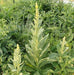 Mullein, Culinary & Medicinal Herb, -- BoxGardenSeedsLLC -Culinary/Medicinal Herbs - Seeds