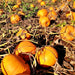 Montana Jack, Pumpkin, - BoxGardenSeedsLLC -Squash,Pumpkins - Seeds