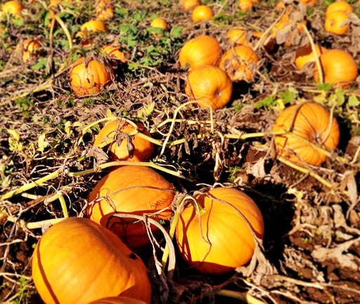 Montana Jack, Pumpkin, -- BoxGardenSeedsLLC -Squash,Pumpkins - Seeds