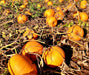 Montana Jack, Pumpkin, -- BoxGardenSeedsLLC -Squash,Pumpkins - Seeds