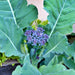 Early Purple Sprouting, Broccoli , - BoxGardenSeedsLLC -Broccoli,Cauliflower - Seeds