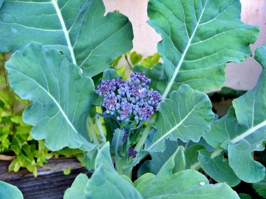 Early Purple Sprouting, Broccoli , - BoxGardenSeedsLLC -Broccoli,Cauliflower - Seeds