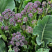 Early Purple Sprouting, Broccoli , - BoxGardenSeedsLLC -Broccoli,Cauliflower - Seeds