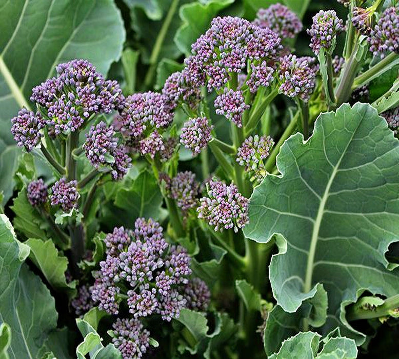 Early Purple Sprouting, Broccoli , - BoxGardenSeedsLLC -Broccoli,Cauliflower - Seeds