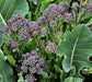 - BoxGardenSeedsLLC - Early Purple Sprouting Broccoli - Broccoli,Cauliflower - Seeds