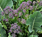 Early Purple Sprouting, Broccoli , -- BoxGardenSeedsLLC -Broccoli,Cauliflower - Seeds