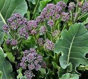 Early Purple Sprouting, Broccoli - BoxGardenSeedsLLC - Broccoli,Cauliflower - Seeds - USA Seller, Thank you for shopping here today, Naturally Grown GMO Free Seeds, Heirloom Open Pollinated Seeds, Fresh Top Quality Premium Seeds