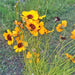 Navajo/Hopi Tea, Culinary & Medicinal Herbs - BoxGardenSeedsLLC - Culinary/Medicinal Herbs - Seeds - USA Seller, Thank you for shopping here today, Naturally Grown GMO Free Seeds, Heirloom Open Pollinated Seeds, Fresh Top Quality Premium Seeds