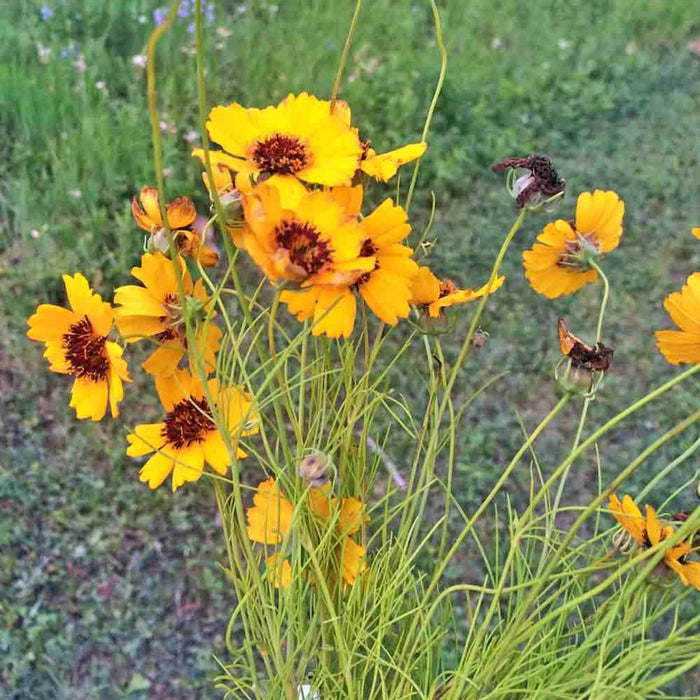 Navajo/Hopi Tea, Culinary & Medicinal Herbs, -- BoxGardenSeedsLLC -Culinary/Medicinal Herbs - Seeds