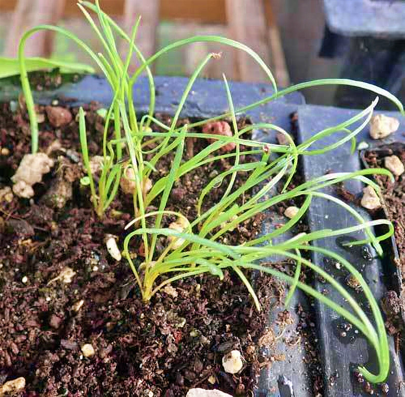 Navajo/Hopi Tea, Culinary & Medicinal Herbs - BoxGardenSeedsLLC - Culinary/Medicinal Herbs - Seeds - USA Seller, Thank you for shopping here today, Naturally Grown GMO Free Seeds, Heirloom Open Pollinated Seeds, Fresh Top Quality Premium Seeds