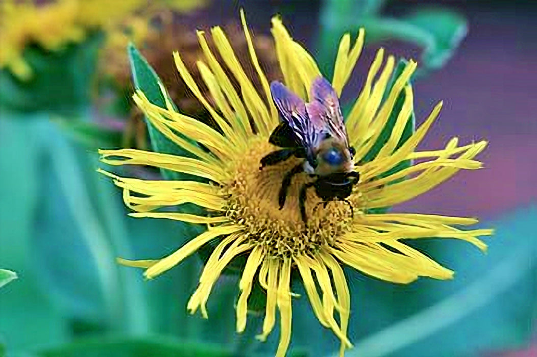 Elecampane (Elf wort), Culinary & Medicinal Herb, -- BoxGardenSeedsLLC -Culinary/Medicinal Herbs - Seeds