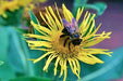 Elecampane (Elf wort), Culinary & Medicinal Herb, -- BoxGardenSeedsLLC -Culinary/Medicinal Herbs - Seeds