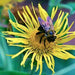 Elecampane (Elf wort), Culinary & Medicinal Herb, -- BoxGardenSeedsLLC -Culinary/Medicinal Herbs - Seeds