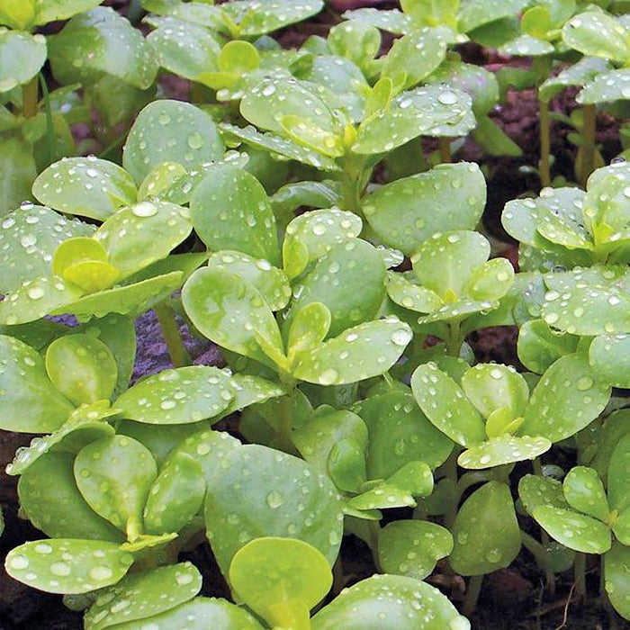 Golden Purslane, Gourmet Native Green, -- BoxGardenSeedsLLC -Gourmet/Native Greens - Seeds