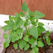 Magenta Spreen, Lambsquarters, -- BoxGardenSeedsLLC -Gourmet/Native Greens - Seeds