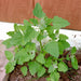 Magenta Spreen, Lambsquarters, - BoxGardenSeedsLLC -Gourmet/Native Greens - Seeds