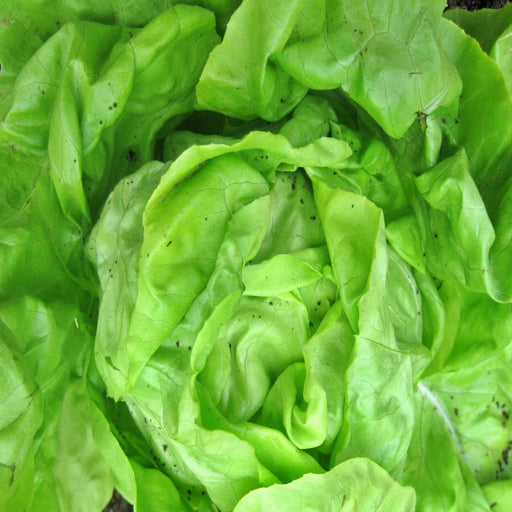 White Boston, Lettuce - BoxGardenSeedsLLC -Lettuce - Seeds