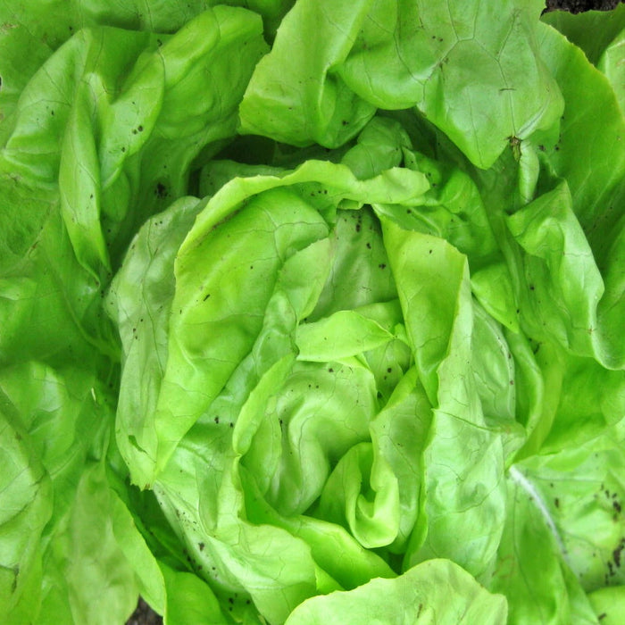 White Boston, Lettuce, - BoxGardenSeedsLLC -Lettuce - Seeds