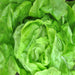 White Boston, Lettuce, - BoxGardenSeedsLLC -Lettuce - Seeds