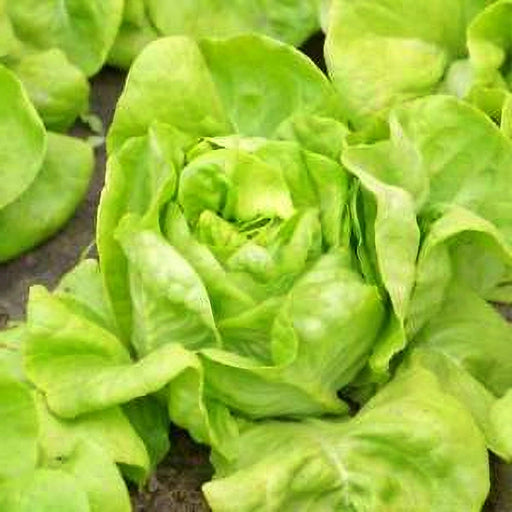 White Boston, Lettuce - BoxGardenSeedsLLC -Lettuce - Seeds