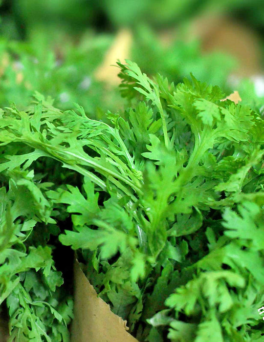 - BoxGardenSeedsLLC - Broad Leaf Edible Chrysanthemum - Gourmet/Native Greens - Seeds