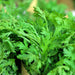 Broad Leaf, Edible Chrysanthemum, - BoxGardenSeedsLLC -Gourmet/Native Greens - Seeds