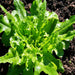 Royal Oakleaf, Lettuce, - BoxGardenSeedsLLC -Lettuce - Seeds