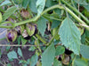 Purple de Milpa, Tomatillo, -- BoxGardenSeedsLLC -Abundant Stock SALE - Seeds