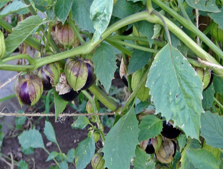 Purple de Milpa, Tomatillo, -- BoxGardenSeedsLLC -Abundant Stock SALE - Seeds