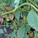 Purple, Tomatillo, - BoxGardenSeedsLLC -Abundant Stock SALE - Seeds