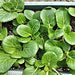 Baby, Bok Choy, - BoxGardenSeedsLLC -Cabbage, Kale - Seeds