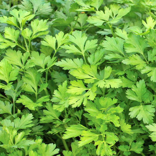 Giant Italian, Parsley -- BoxGardenSeedsLLC -Abundant Stock SALE - Seeds