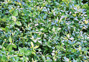Alfalfa, Culinary & Medicinal Herbs - BoxGardenSeedsLLC - Culinary/Medicinal Herbs - Seeds - USA Seller, Thank you for shopping here today, Naturally Grown GMO Free Seeds, Heirloom Open Pollinated Seeds, Fresh Top Quality Premium Seeds