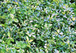 Alfalfa, Culinary & Medicinal Herbs, -- BoxGardenSeedsLLC -Culinary/Medicinal Herbs - Seeds