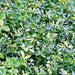 Alfalfa, Culinary & Medicinal Herbs, - BoxGardenSeedsLLC -Culinary/Medicinal Herbs - Seeds