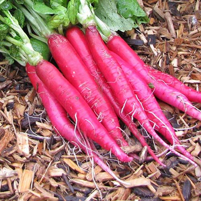 Long Scarlet Cincinnati, Radish, -- BoxGardenSeedsLLC -Radishes - Seeds