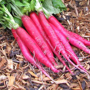 Long Scarlet Cincinnati, Radish - BoxGardenSeedsLLC - Radishes - Seeds - USA Seller, Thank you for shopping here today, Naturally Grown GMO Free Seeds, Heirloom Open Pollinated Seeds, Fresh Top Quality Premium Seeds