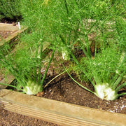 Florence, Fennel Culinary & Medicinal Herbs - BoxGardenSeedsLLC - Gourmet/Native Greens - Seeds - USA Seller, Thank you for shopping here today, Naturally Grown GMO Free Seeds, Heirloom Open Pollinated Seeds, Fresh Top Quality Premium Seeds