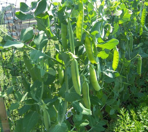 Wando, Peas, - BoxGardenSeedsLLC -Abundant Stock SALE - Seeds