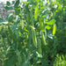 Wando, Peas, - BoxGardenSeedsLLC -Abundant Stock SALE - Seeds