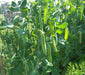 Wando, Peas, -- BoxGardenSeedsLLC -Peas - Seeds