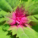 Magenta Spreen, Lambsquarters, - BoxGardenSeedsLLC -Gourmet/Native Greens - Seeds