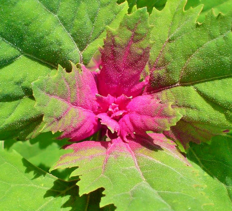 Magenta Spreen, Lambsquarters, -- BoxGardenSeedsLLC -Gourmet/Native Greens - Seeds