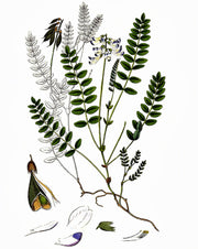 Astragalus (Huang Qi), Culinary & Medicinal Herbs - BoxGardenSeedsLLC - Culinary/Medicinal Herbs - Seeds - USA Seller, Thank you for shopping here today, Naturally Grown GMO Free Seeds, Heirloom Open Pollinated Seeds, Fresh Top Quality Premium Seeds