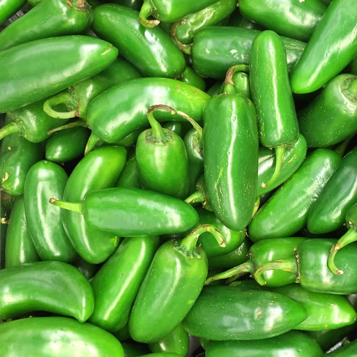 - BoxGardenSeedsLLC - Jalapeno Tam Hot Pepper - Peppers,Eggplants - Seeds