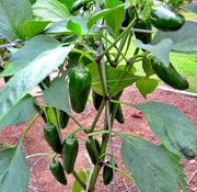 NADAPEÑO (Heatless), Jalapeño Pepper - BoxGardenSeedsLLC - Peppers,Eggplants - Seeds - USA Seller, Thank you for shopping here today, Naturally Grown GMO Free Seeds, Heirloom Open Pollinated Seeds, Fresh Top Quality Premium Seeds