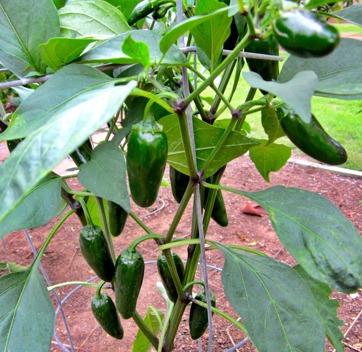 NADAPEÑO (Heatless), Jalapeño Pepper, - BoxGardenSeedsLLC -Peppers,Eggplants - Seeds