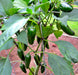 NADAPEÑO (Heatless), Jalapeño Pepper, -- BoxGardenSeedsLLC -Peppers,Eggplants - Seeds