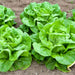 White Boston, Lettuce, - BoxGardenSeedsLLC -Lettuce - Seeds